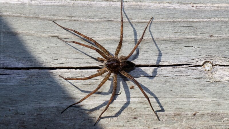 Dock Spiders