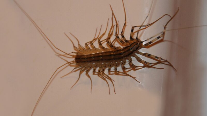 How Do Common House Centipedes Get inside Homes and Businesses