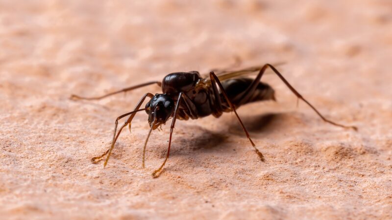 Identifying a Flying Carpenter Ant