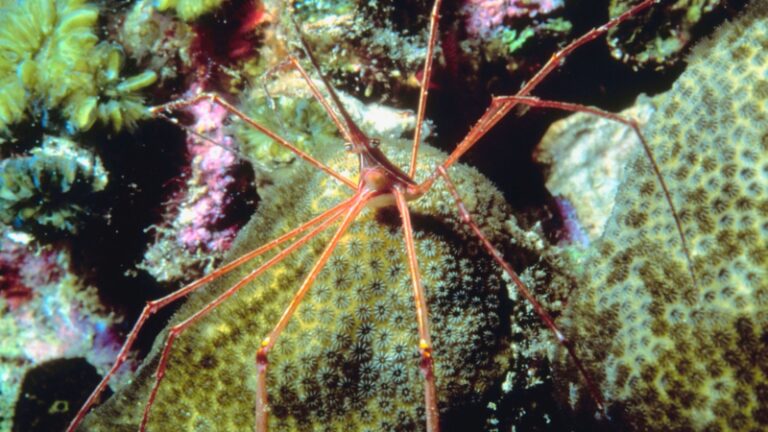 Suamer Insect 7 Summer Insects That Can Ruin Your Day at the Beach | Information and ...