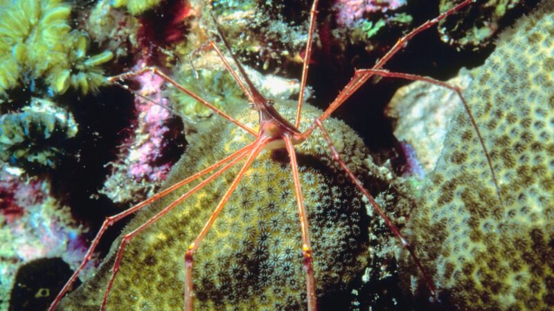 Sea spider