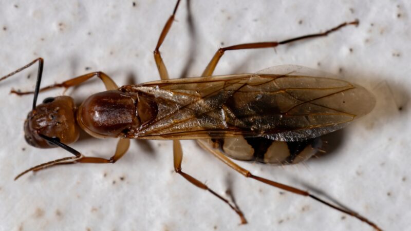 The Problem with Flying Carpenter Ants