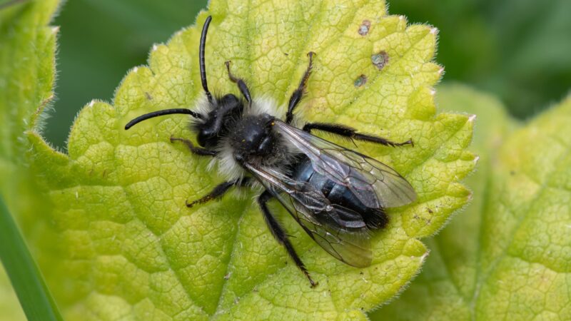 What Do Ashy Mining Bees Look Like