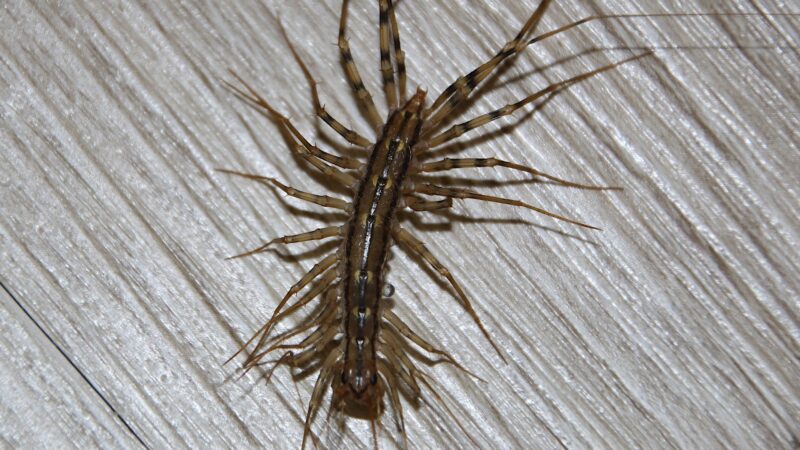 What Do Common House Centipedes Look Like