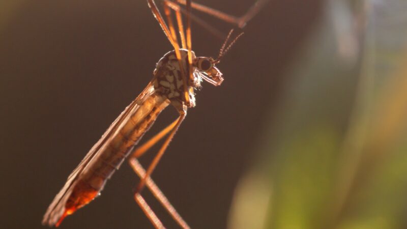 What Do Crane Flies Eat