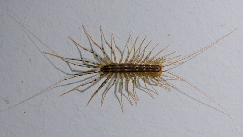 What Do I Do if There’s a Centipede in My House