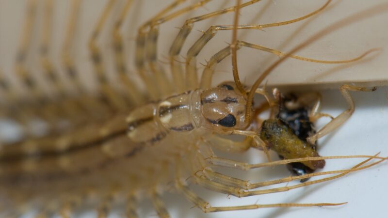 What Happens if a House Centipede Bites You