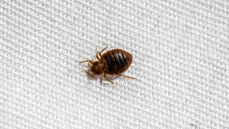 What Kills Bed Bugs Instantly