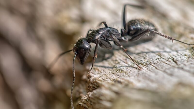 What Should I Do if I Have Carpenter Ants