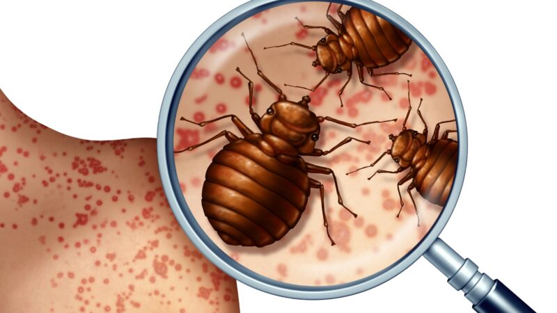 Where Are Bed Bugs Most Commonly Found