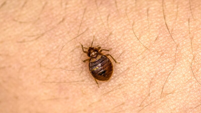 Where Do Bed Bugs Come From