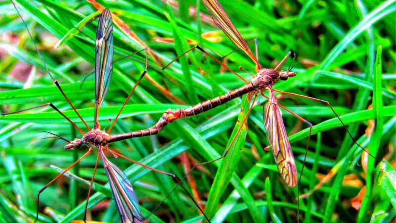 Where Do Crane Flies Live