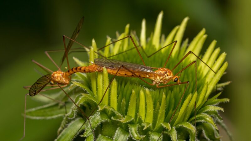 Why Are Crane Flies Called Mosquito Eaters