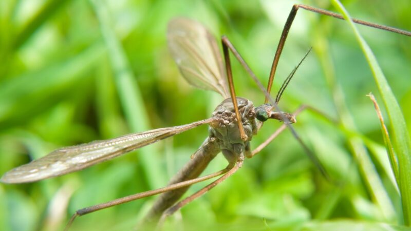 Why Are There So Many Crane Flies