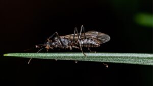 Winged Carpenter Ants Discover the Amazing Facts! - Pest Samurai