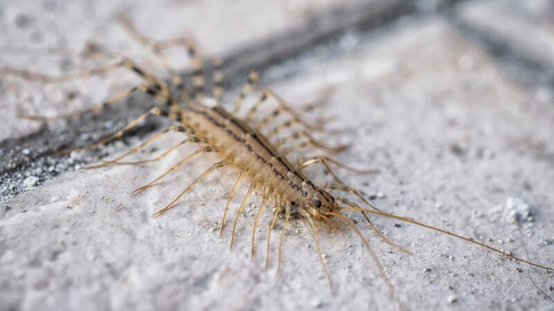 Why Should You Not Crush a Centipede