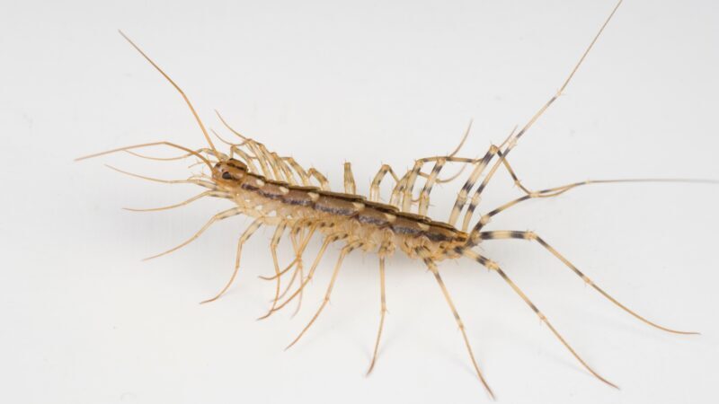 Are Common House Centipedes Harmful to Humans