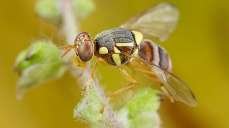 Fruit Fly Identification
