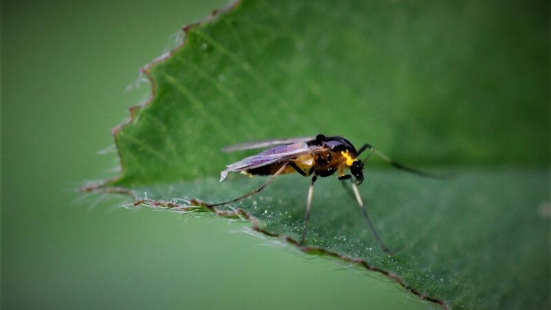 Gnat Identification