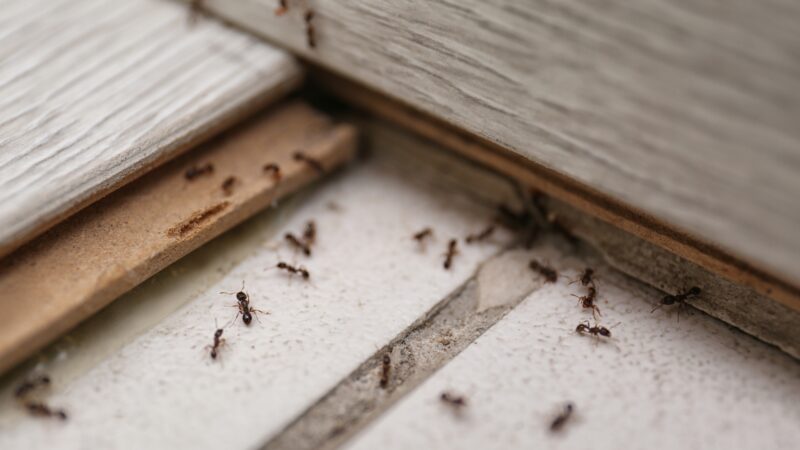 How to Deal with Tiny Ants on the Kitchen Counter