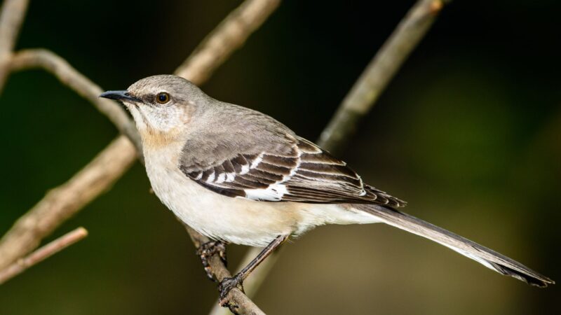 7 Simple Ways to Get Rid of Northern Mockingbird