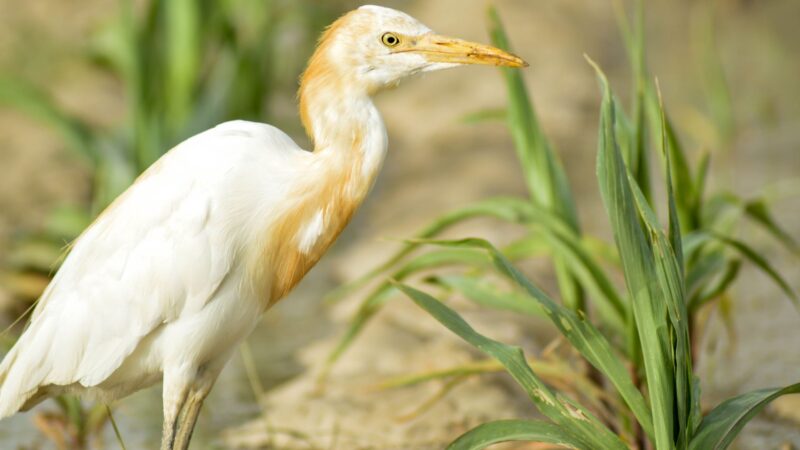 All About Cattle Egrets