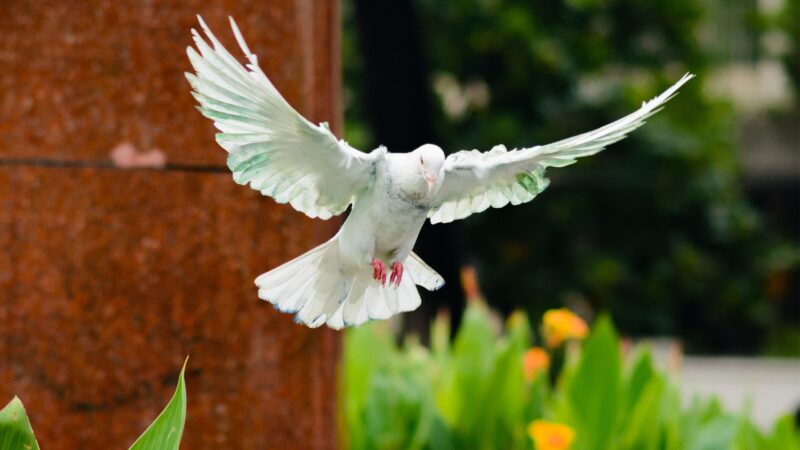 All About Doves