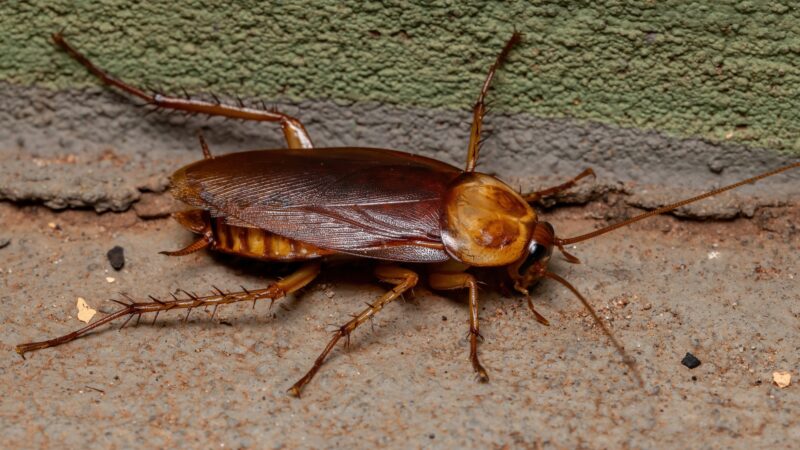 American Cockroach