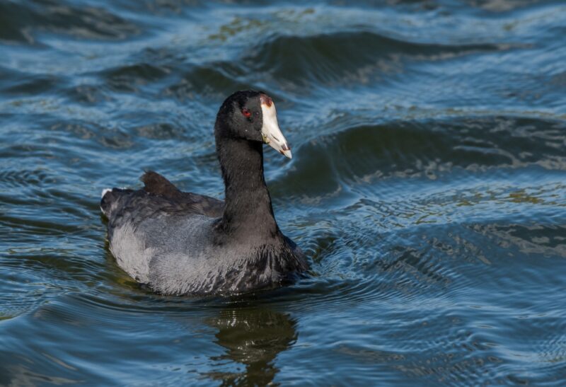 American Coot Control How to Get Rid of Coots