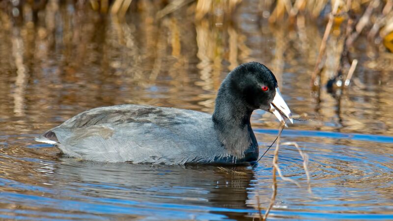 American Coot in a Lake