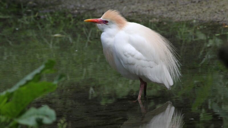 Are Cattle Egrets Protected