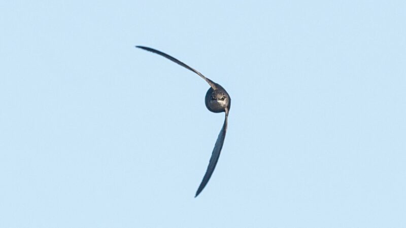 Are Chimney Swifts Dangerous