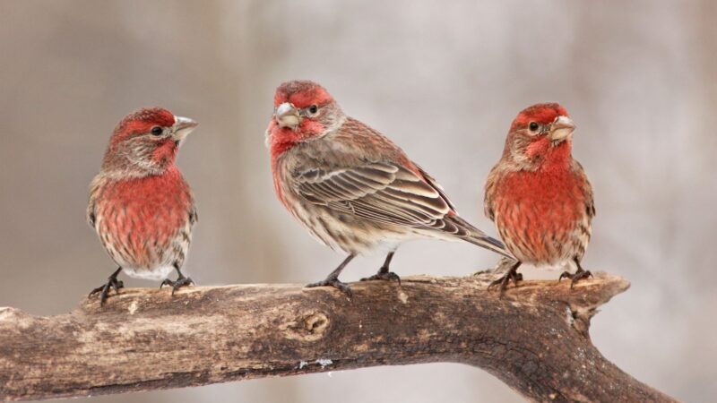 Are House Finches Known to Enter Homes or Yards