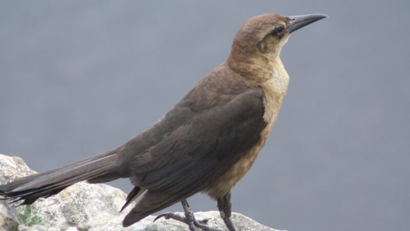 Boat-Tailed Grackle (Quiscalus Major)