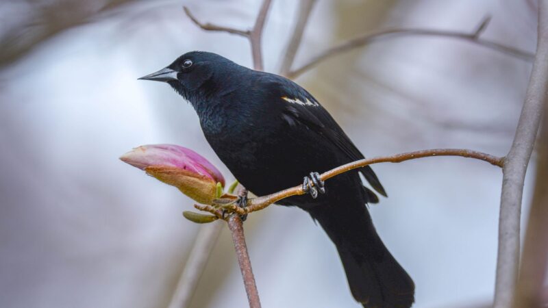 Brewer's Blackbird