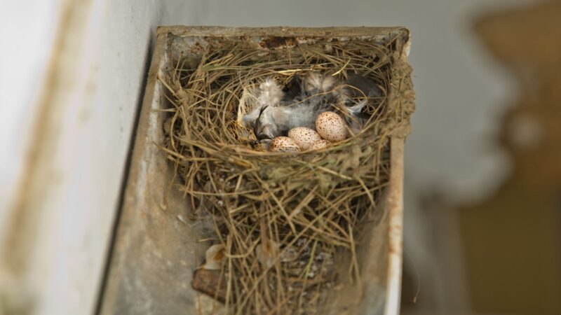 Can You Destroy a Barn Swallow Nest