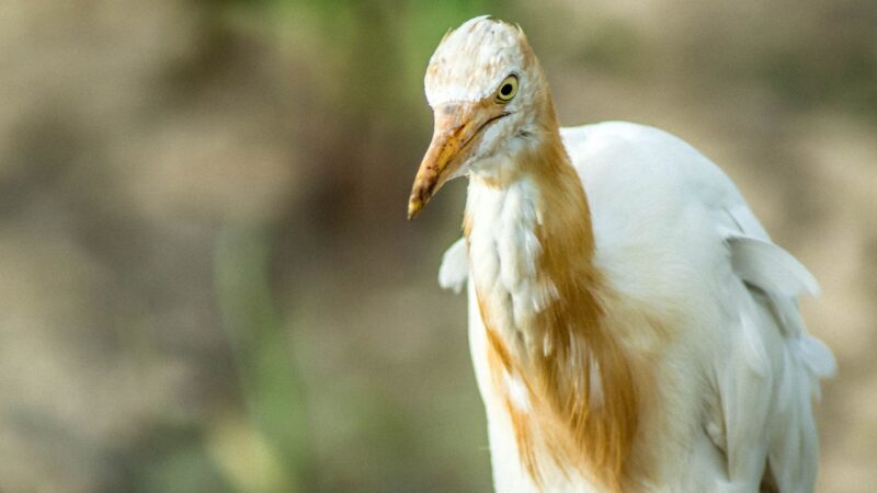 Can You Eat Cattle Egret