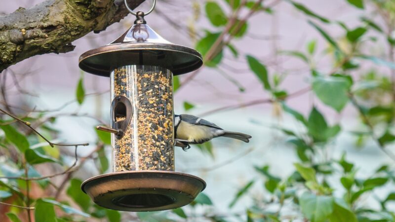 Choose a Bird Feeder Wisely