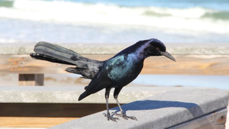 Common Grackle (Quiscalus Quiscula)