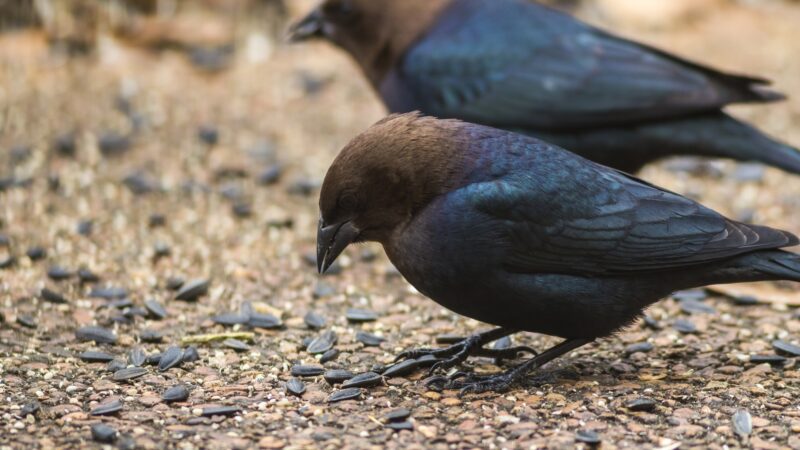 Feeding Behavior