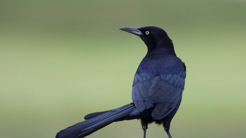 Grackle Identification