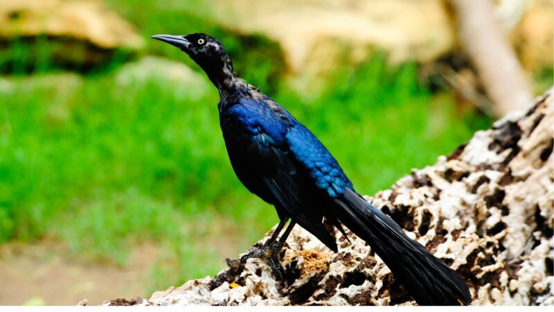 Great-Tailed Grackle (Quiscalus Mexicanus)