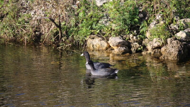 Two American coots swimming 