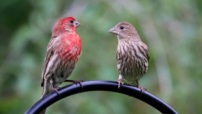 House Finch vs. Purple Finch