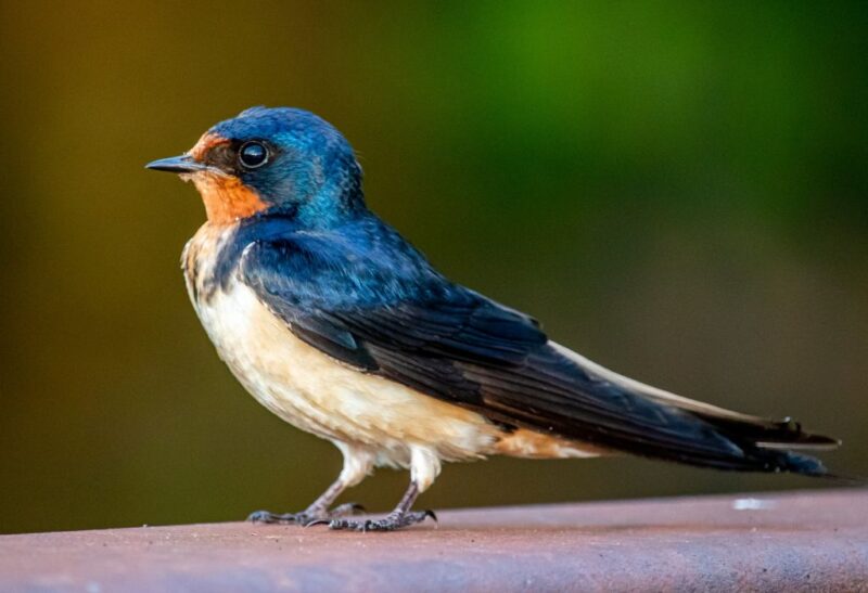 How to Get Rid of Barn Swallows Fast and Effective Solutions