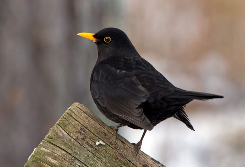 How to Get Rid of Blackbirds