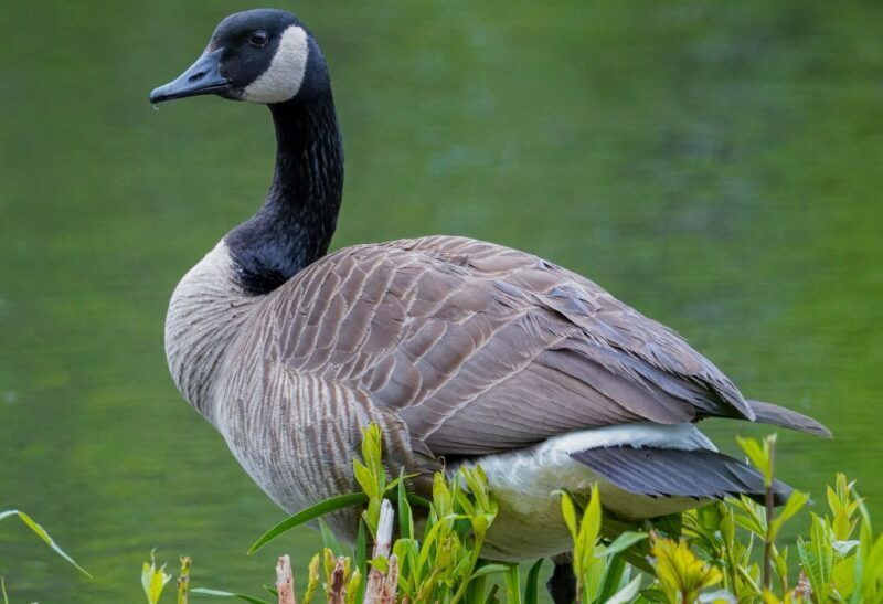 How to Get Rid of Canada Geese in Your Yard