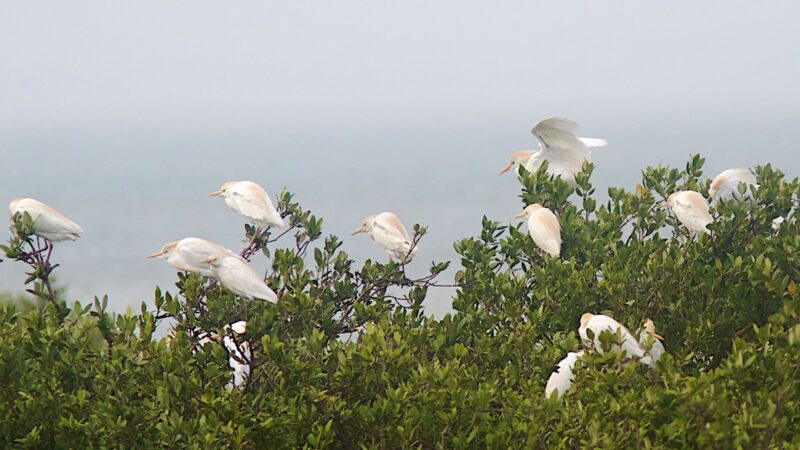 How to Get Rid of Cattle Egrets