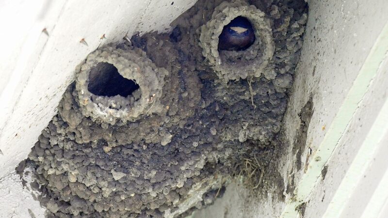 How to Get Rid of Cliff Swallows