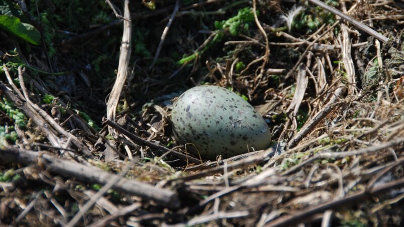 How to Get Rid of Cowbird Eggs